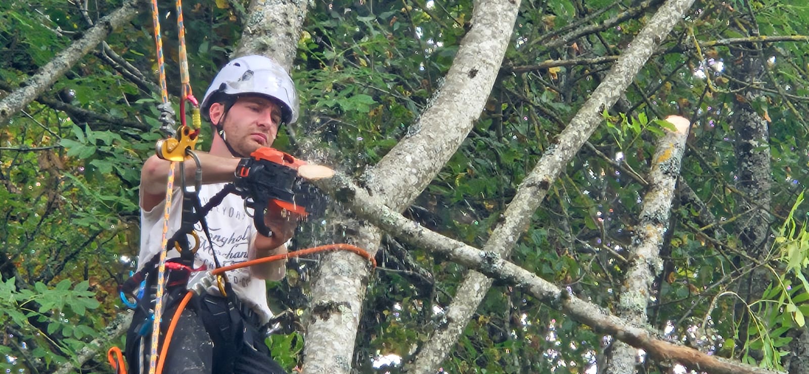 Abattage d’arbre Lot