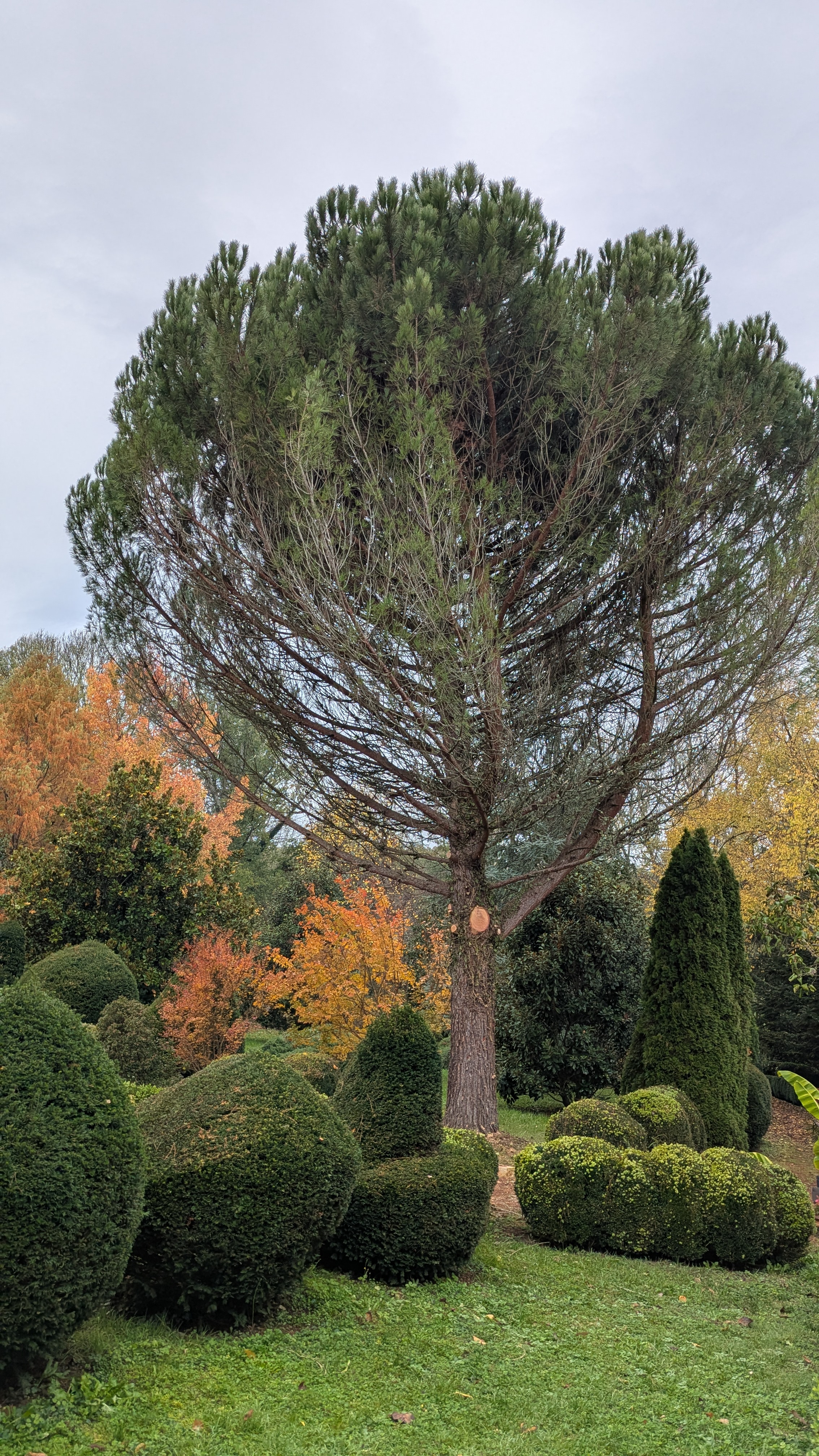 Aménagement paysager Arboréa